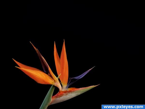 Bird of Paradise